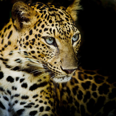 Tejido de denim de estiramiento de 4 vías, seco rápido y con patrón de leopardo